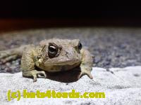 /home//u458753944/public_html/sourcegallery//Roxborough Toad Detour/2022/2022-03-07/P3070842.JPG